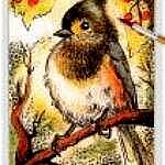 ao bird 04 ~ EvitaWorks